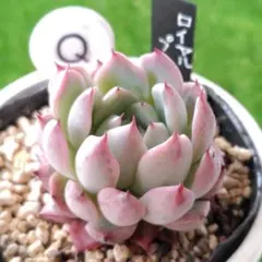 クゥとチャチャ様 リクエスト 3点 まとめ商品