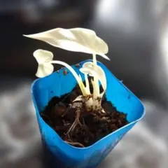 斑入りクワズイモ　フルムーン　熱帯植物のサムネイル