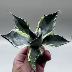 ブ*ツ様 【龍門】アガベ　特選　多肉植物 パラサナ ファイヤーボール　極上株のサムネイル