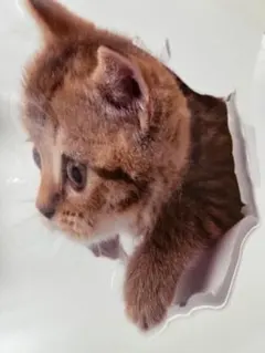 子猫 リアルステッカー 3D ウォールステッカー