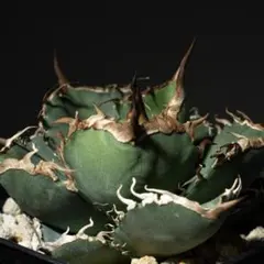 2026年最新】アガベ 子株つきの人気アイテム - メルカリ