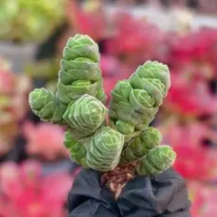 びーとる様 リクエスト 2点 まとめ商品