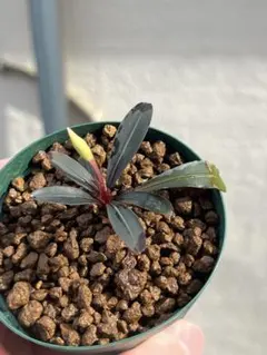 Bucephalandra sp Silver gray - メルカリ