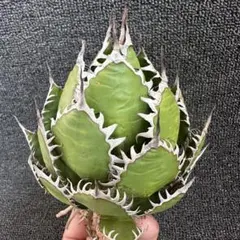 2025年最新】ホリダ 陽炎の人気アイテム - メルカリ