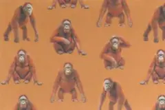 【ゆきちゃん限定】X2315-1 オラウータン柄 コットン生地 オレンジ系 1m