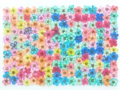 押し花 素材 訳あり コデマリ No.25