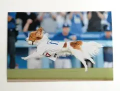 ドジャース デコピン フォト KGサイズ A