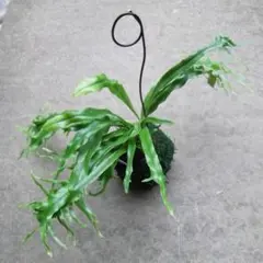 マウイ様専用　８種植物おまとめ