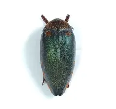 2025年最新】タマムシ 標本の人気アイテム - メルカリ