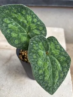 2025年最新】斑入りカンアオイの人気アイテム - メルカリ