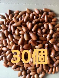 どんぐり　マテバシイ　30個