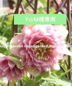 Y✩M様専用　クリスマスローズ小苗　シャガール交配　広瀬園芸　セミミストべイン