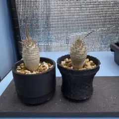 2026年最新】グラキリスの人気アイテム - メルカリ