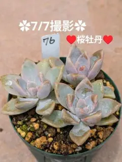 76♥桜牡丹♥　抜き苗　多肉植物のサムネイル