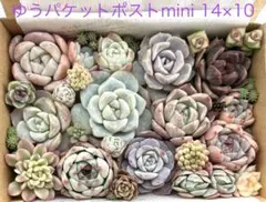 2026年最新】エリークイーンの人気アイテム - メルカリ