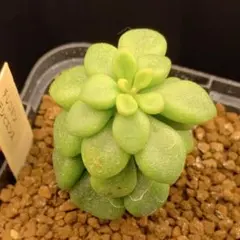 2025年最新】チレコドン デシピエンスの人気アイテム - メルカリ