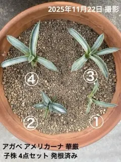 2026年最新】アガベ 華厳の人気アイテム - メルカリ