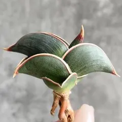 2026年最新】サンスベリアの人気アイテム - メルカリ