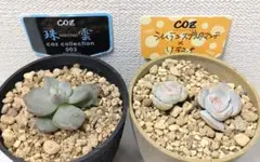 2025年最新】シムランスブスタマンテの人気アイテム - メルカリ