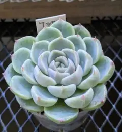 ホーリンぜ✕ケッセルリンギアナ❤️ 2025年最新】ケッセルリンギアナの人気アイテム - メルカリ