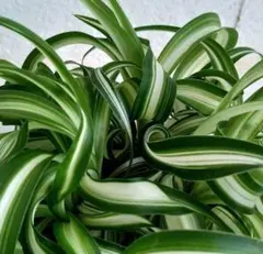 2025年最新】オリヅルラン ボニーの人気アイテム - メルカリ