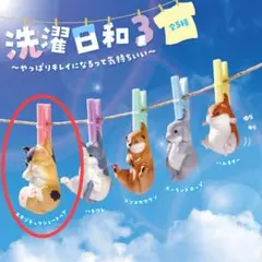 洗濯白和3 エキゾチックショートヘア