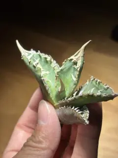 Grasshopper様 リクエスト 2点 まとめ商品