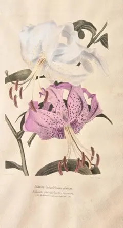 西岡文彦 版画 額装 直筆サイン シリアルNo.入 絵画 - メルカリ