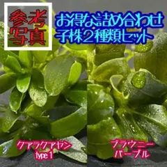 2026年最新】ブセファランドラ ミニの人気アイテム - メルカリ