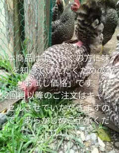 平飼い卵　お試し価格のサムネイル