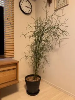 ☆モモナチュラル購入 ミルクブッシュ 観葉植物 鉢植え☆ ☆モモナチュラル購入 ミルクブッシュ 観葉植物 鉢植え☆ - メルカリ