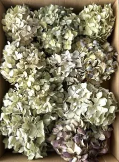 紫陽花ドライフラワー 60サイズ 北海道産 - メルカリ