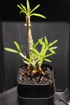 【レア 塊根植物】ドルステニアギガス ブラータ 美株 良樹形 鉢ごとメルカリ便 2026年最新】ドルステニアの人気アイテム - メルカリ
