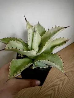 ［親株出品］アガベ　秋月 2026年最新】アガベ 親株の人気アイテム - メルカリ