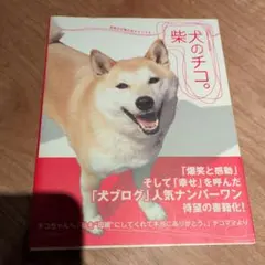 柴犬のチコ。