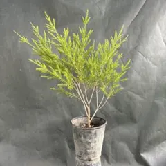 た*こ様 メラレウカ レボリューションゴールド 鉢植え オージー