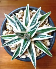 匿名配送【鉢ごと発送】超選抜　特大　活着　アガベ　氷山　TC 白中斑 匿名配送【鉢ごと発送】超選抜 特大 活着 アガベ 氷山 TC 白中斑