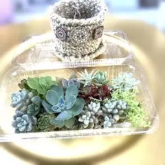 多肉植物寄せ植えセット鉢と