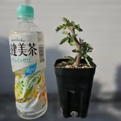 2025年最新】センナメリディオナリス 挿し木の人気アイテム - メルカリ