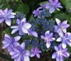 25cyandaio様 リクエスト 4点 まとめ商品