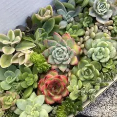 多肉植物セット（エケベリア・セダム）寄せ植え　多肉弁当