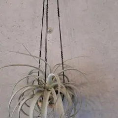 おまとめ元値より10%オフ/yuuuki様 リクエスト 2点 まとめ商品