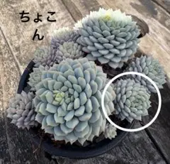 多肉植物ちょこん おらいさん苗 ミックスベリア - メルカリ