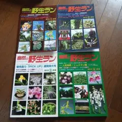 自然と野生ラン 2013年 1月号 2月号 3月号 4月号 4冊セット