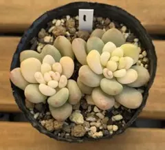 貴ちゃん様 リクエスト 3点 まとめ商品