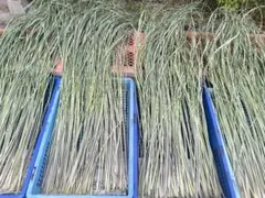 말린 마코모 잎 500g 일반 배송 (비익명)