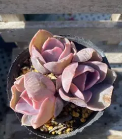 はーちゃん様 リクエスト 5点 まとめ商品