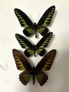 展翅標本 雲南省産 シナカラスアゲハ - メルカリ
