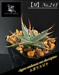 2025年最新】 アガベ エボリスピナ 実生の人気アイテム - メルカリ