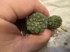 【セット】コピアポア　ヒポガエア　リザードスキンのサムネイル